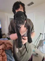 Bat Girl, a female Great Dane for sale in Irving, TX – Photo 1 of 4