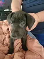 Bat Girl, a female Great Dane for sale in Irving, TX – Photo 3 of 4