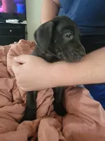 Bat Girl, a female Great Dane for sale in Irving, TX – Photo 2 of 4