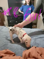 Sassy Girl, a female Great Dane for sale in Irving, TX – Photo 3 of 6