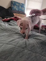 Sassy Girl, a female Great Dane for sale in Irving, TX – Photo 6 of 6