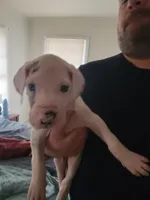 Sassy Girl, a female Great Dane for sale in Irving, TX – Photo 5 of 6