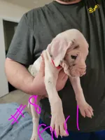 Sassy Girl, a female Great Dane for sale in Irving, TX – Photo 2 of 6