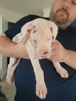 Sassy Girl, a female Great Dane for sale in Irving, TX – Photo 1 of 6