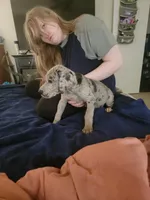 Reggie, a female Great Dane for sale in Irving, TX – 4 of 4