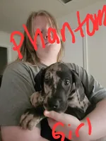 Phantom, a female Great Dane for sale in Irving, TX – 2 of 3
