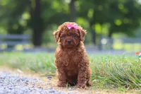 Poppy, a female Cavapoo for sale in Baltic, OH – 5 of 8