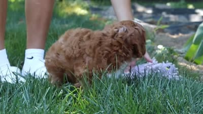 Rocky, a male Cavapoo for sale in Baltic, OH – 10 of 10