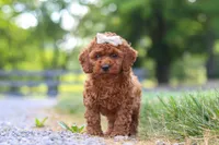 Hailey, a female Cavapoo for sale in Baltic, OH – 6 of 8