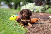 Zoey, a female Miniature Dachshund for sale in Baltic, OH – 4 of 10