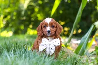 Jayce, a male Cavapoo for sale in Baltic, OH – 8 of 9