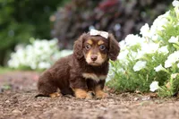 Laci, a female Miniature Dachshund for sale in Baltic, OH – 5 of 7