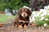 Laci, a female Miniature Dachshund for sale in Baltic, OH – 2 of 7