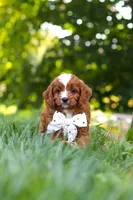 Jayce, a male Cavapoo for sale in Baltic, OH – 4 of 9
