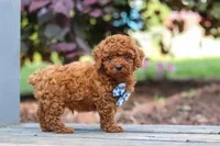 Kai, a male Cavapoo for sale in Baltic, OH – 6 of 7