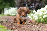 Murphey, a male Miniature Dachshund for sale in Baltic, OH – 2 of 10