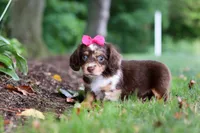 Maggie, a female Miniature Dachshund for sale in Baltic, OH – 4 of 7