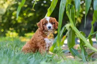 Rocky, a male Cavapoo for sale in Baltic, OH – 2 of 10