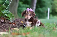 Abby, a female Miniature Dachshund for sale in Baltic, OH – 4 of 10