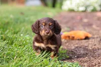 Zoey, a female Miniature Dachshund for sale in Baltic, OH – 3 of 10