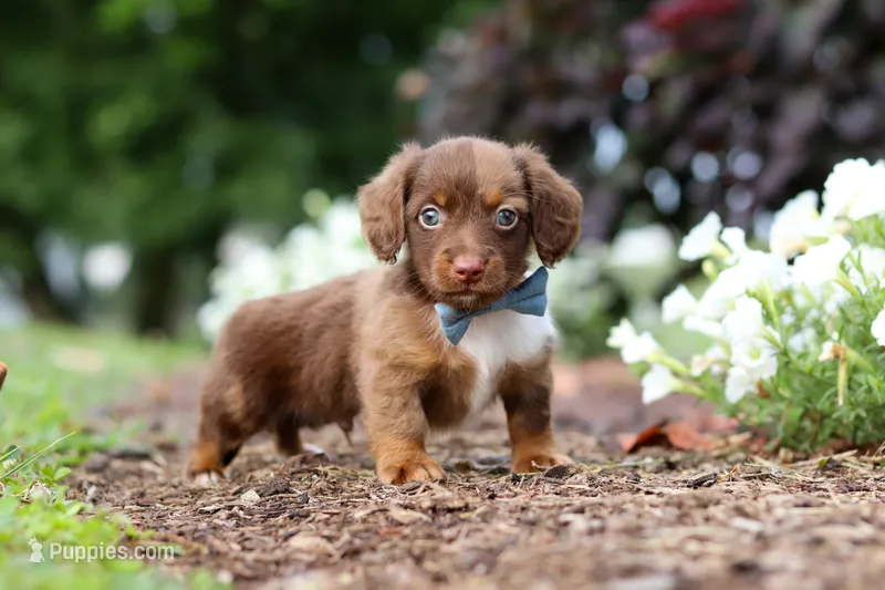 Murphey – Miniature Dachshund puppy for sale in Baltic, OH