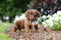 Murphey, a male Miniature Dachshund for sale in Baltic, OH – 1 of 10