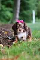 Maggie, a female Miniature Dachshund for sale in Baltic, OH – 2 of 7