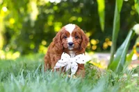 Jayce, a male Cavapoo for sale in Baltic, OH – 2 of 9
