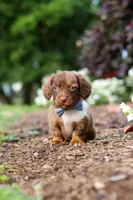 Murphey, a male Miniature Dachshund for sale in Baltic, OH – 8 of 10