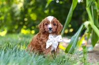 Jayce, a male Cavapoo for sale in Baltic, OH – 1 of 9