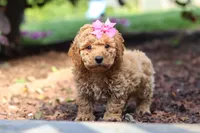 Millie, a female Cavapoo for sale in Baltic, OH – 6 of 8