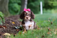 Maggie, a female Miniature Dachshund for sale in Baltic, OH – 5 of 7