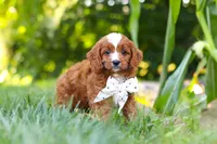 Jayce, a male Cavapoo for sale in Baltic, OH – 7 of 9