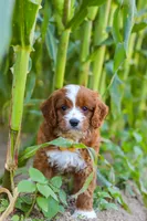 Rocky, a male Cavapoo for sale in Baltic, OH – 7 of 10