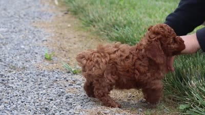 Hailey, a female Cavapoo for sale in Baltic, OH – 8 of 8
