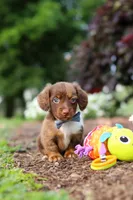 Murphey, a male Miniature Dachshund for sale in Baltic, OH – 4 of 10