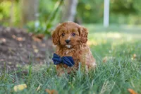 Kobe, a male Cavapoo for sale in Baltic, OH – 3 of 10