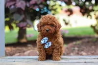Kai, a male Cavapoo for sale in Baltic, OH – 2 of 7