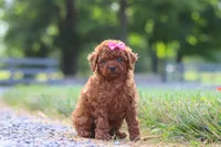 Poppy, a female Cavapoo for sale in Baltic, OH – 3 of 8