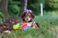 Abby, a female Miniature Dachshund for sale in Baltic, OH – 6 of 10