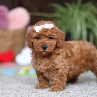 Angel, a female Cavapoo for sale in Baltic, OH – Photo 5 of 5