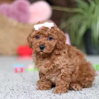 Angel, a female Cavapoo for sale in Baltic, OH – Photo 2 of 5