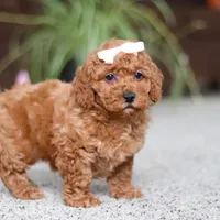 Angel, a female Cavapoo for sale in Baltic, OH – Photo 4 of 5