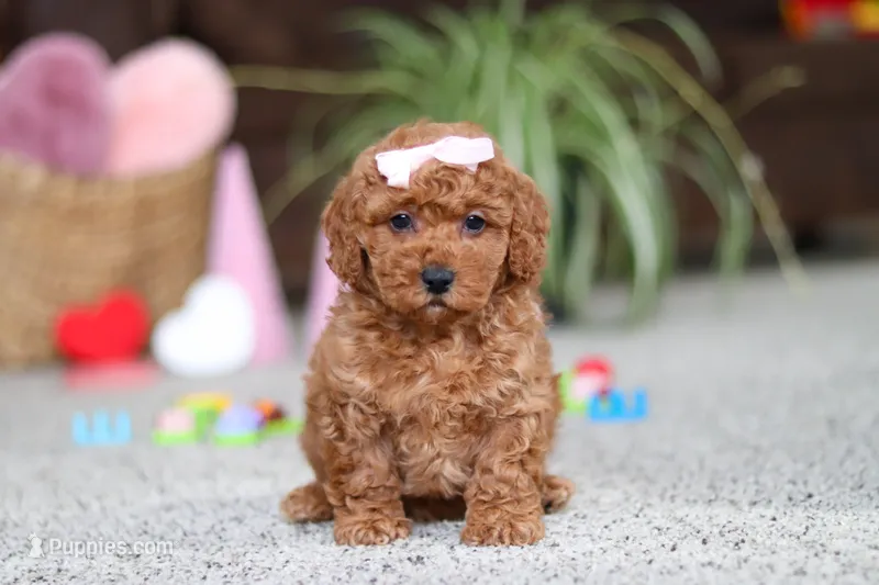 Angel – Cavapoo puppy on hold in Baltic, OH
