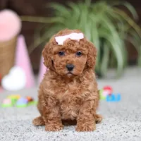 Angel, a female Cavapoo for sale in Baltic, OH – Photo 1 of 5