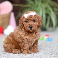 Angel, a female Cavapoo for sale in Baltic, OH – Photo 3 of 5