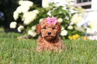 Millie, a female Cavapoo for sale in Baltic, OH – 4 of 8