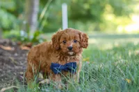Kobe, a male Cavapoo for sale in Baltic, OH – 5 of 10