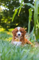 Rocky, a male Cavapoo for sale in Baltic, OH – 4 of 10