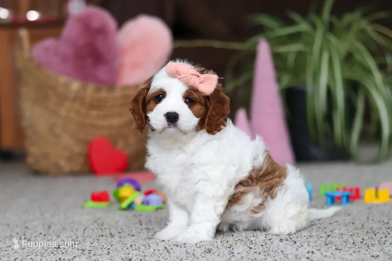 Layla – Cavapoo puppy on hold in Baltic, OH